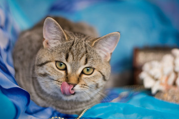 kitten cat scottish straight, lop-eared fluffy, animal