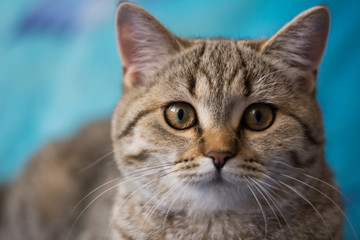 kitten cat scottish straight, lop-eared fluffy, animal