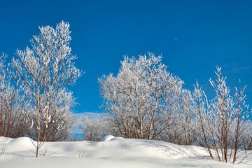 winter landscape with trees and blue sky