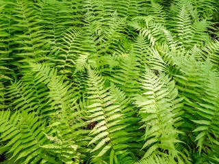 The sun lights up the fern which paints the ground with a tranquilizing pattern.