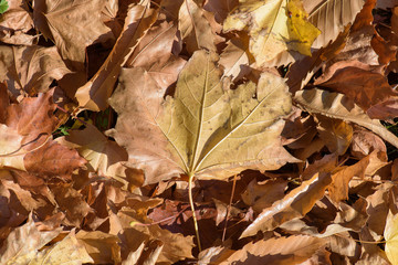 Autumn maple leaves gathered on the ground
