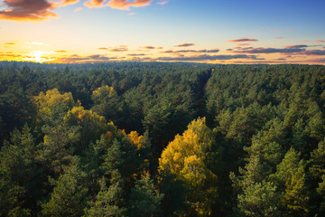 Beautiful autumnal forest at sunset in Poland
