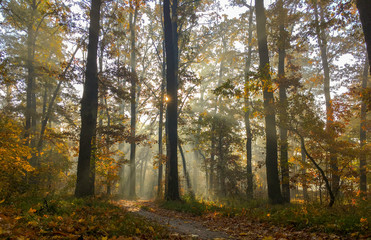 Morning freshness in a beautiful autumn face, a ray of sunshine passes through the branches of redays at dawn