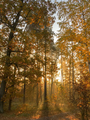 Obraz premium Morning freshness in a beautiful autumn face, a ray of sunshine passes through the branches of redays at dawn