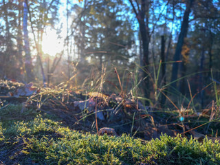 Morning freshness in a beautiful autumn face, a ray of sunshine passes through the branches of redays at dawn