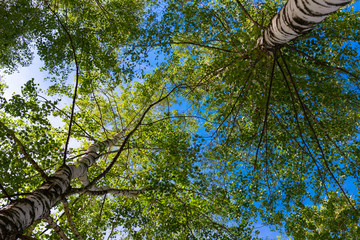 Green kroner of two birches with gray trunks