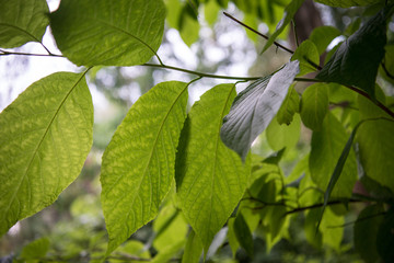 zielone liście drzewa - obrazy, fototapety, plakaty