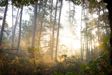 Morning freshness in a beautiful autumn face, a ray of sunshine passes through the branches of...