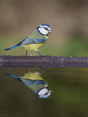 Blue tit, Cyanistes caeruleus