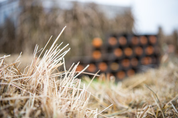 zboże z dyniami w tle © nepos_foto