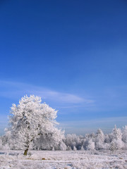 Obraz na płótnie Canvas Frosty trees