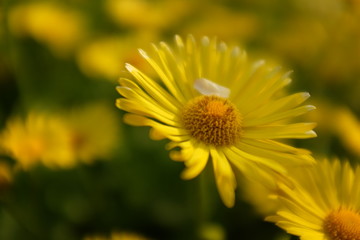 Doronicum columnae, yellow daisy flowers field background