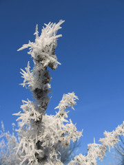 Frosty trees