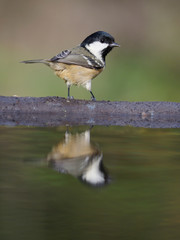 Coal tit, Periparus ater