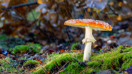 Amanita muscaria fly agaric red mushrooms with white spots in grass