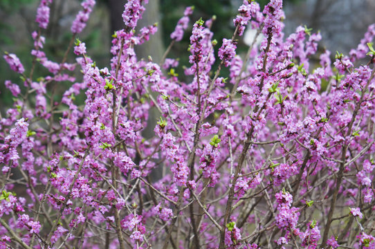 Daphne mezereum or february daphne or mezereon or spurge laurel purple spring flowers