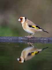 Goldfinch, Carduelis carduelis