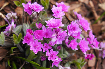 Hepatica nobilis rosea plena pink spring flowers 