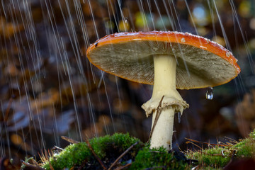 Amanita muscaria fly agaric red mushrooms with white spots in grass