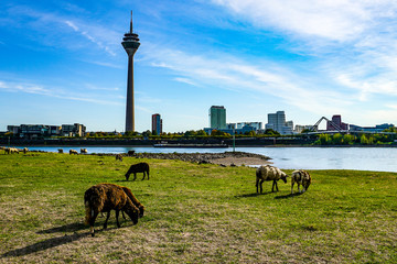 Düsseldorf