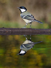 Great tit, Parus major