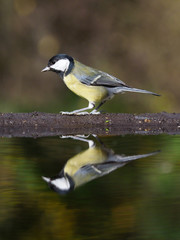Great tit, Parus major