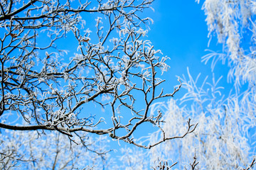 winter natural landscape with branches and birch trees covered with white fluffy snow and frost on the background of blue sky
