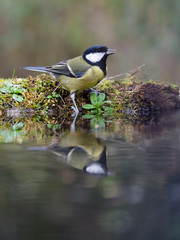Great tit, Parus major
