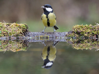 Great tit, Parus major