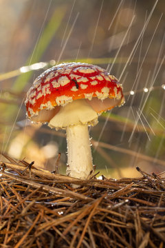 Amanita muscaria fly agaric red mushrooms with white spots in grass