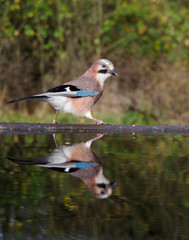 Jay, Garrulus glandarius