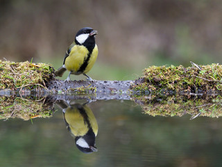 Great tit, Parus major