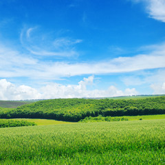 Green field and blue sky with light clouds.