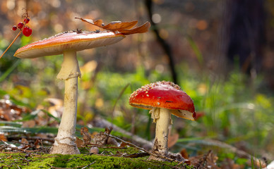 Amanita muscaria fly agaric red mushrooms with white spots in grass