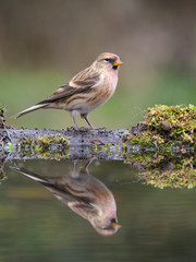 Lesser redpoll, Acanthis cabaret