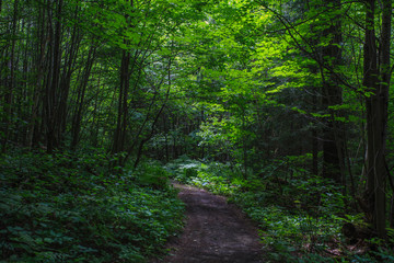 path in the forest