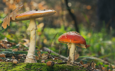 Amanita muscaria fly agaric red mushrooms with white spots in grass