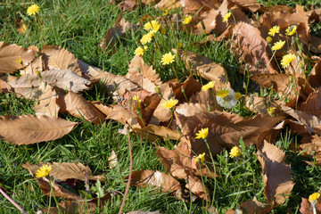 Painted lady butterfly on flower in a meadow with autumn leaves
