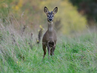 Roe deer, Capreolus capreolus