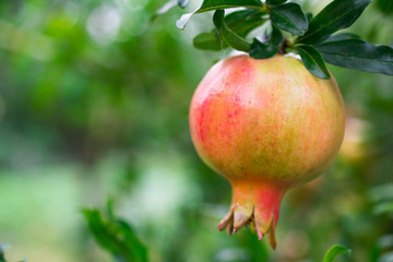 Pomegranates on the tree in the orchard