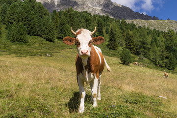 Fototapeta na wymiar Ritratto di giovane mucca su un pasacolo montano
