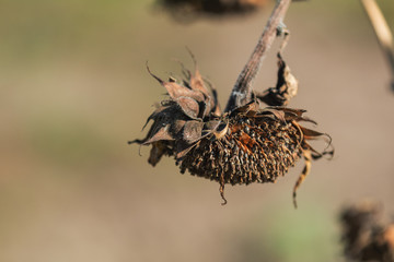 Dried sunflower with grains against sunset sunlight