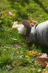Dog lying on the ground