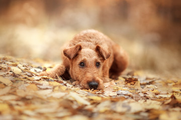 Irish Terrier breed lies on autumn leaves and sad. - 229976475