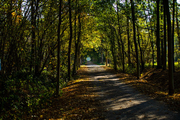 Obraz premium Auf den Punk im Wald