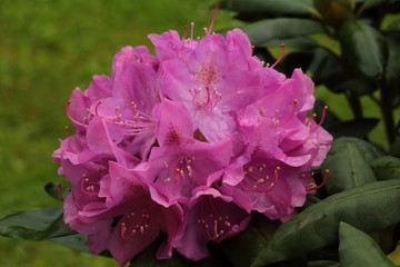 Close-up Rhododendron SPP