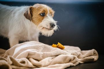 Portrait of purebred jack russell terrier, broken-coated