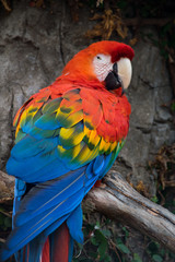 Obraz premium Macaws