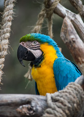 Macaws