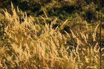 Obraz premium Grasblüte